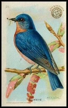 25 Bluebird